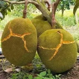 Jack Fruit Plant-19
