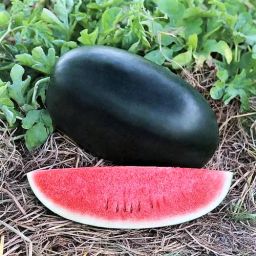 Summer Variety Black Watermelon Fruit Seeds For Home Garden Seed-image-35