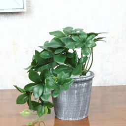 foliyaj Schefflera Plastic Artificial Plant With Stone Embedded Pot-picture-27