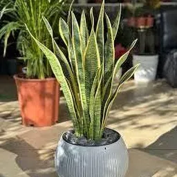 Snake Plant-image-48