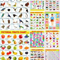 Multicolored Educational Learning Chart for or Kids Size 45×60cm Pack OF 10 Printing Quality HD Fine Art Print-10