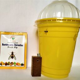 Bactrocera Dorsailas - Fruit Fly Pheromone lure & Trap-image-33