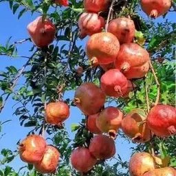 Pomegranate Plant-image-85
