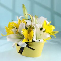 Lilies In The Morning Light-21