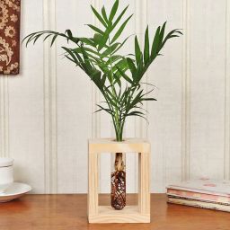 Test Tube Chemendorea Plant-image-51
