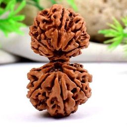 FOREVER Gems Nepali Gauri Shankar Rudraksha Original Certified 9 Mukhi Gaurishankar Rudraksh Precious Beads Shiv Parvati Ruthratcham for All गौरी शंकर नेपाल रुद्राक्ष image 1