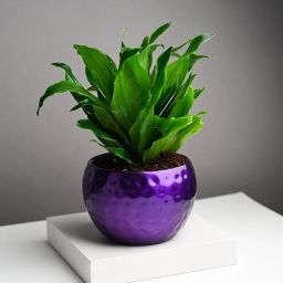 Dracaena Compacta Plant In Purple Metal Pot-image-6
