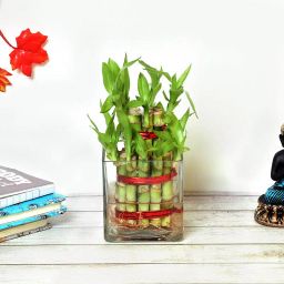 Divine Indoors Bamboo Plant-image-12