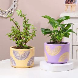 Jade N Peace Lily Plants in Pastel Planters-16