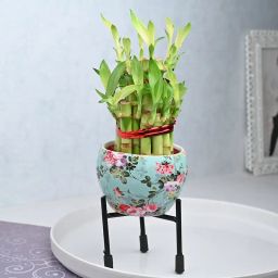 Happy Go Lucky Bamboo Plant-image-58