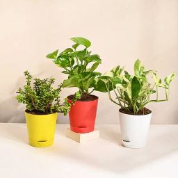 White Pothos, Jade N Money Plant Set-22