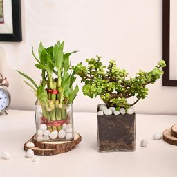 Bamboo And Jade Plant In Glass Pots-64