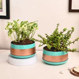 Jade And Pothos Plant In Metal Pots-image-77