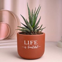 Haworthia Plant In Exquisite Terracotta Pot-image-32