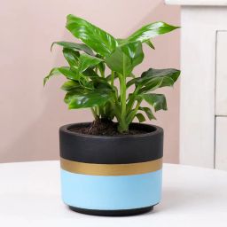 Peace Lily In Blue Mist Pot-image-8