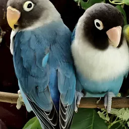 British Terminal Blue & Black Birds Printed Waterproof Wall Poster-23