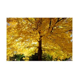 Inephos Yellow And Brown Floral and Botanical Printed Canvas Wall Art-image-23