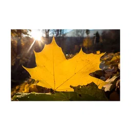 Inephos Yellow & Brown 1 Piece Floral And Botanical Synthetic Wood Wall Art-17
