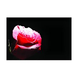 Inephos Black & Pink 1 Piece Printed Canvas Wall Art-10