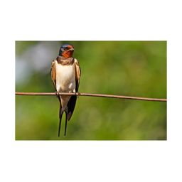 Inephos Green & Brown Birds and Animals Printed Canvas Wall Art-24