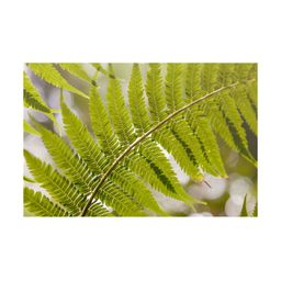 Inephos Green and brown Floral And Botanical Printed Canvas Wall Art-14