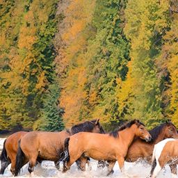 Wallpics Brown & White Horses Wall Poster-image-68