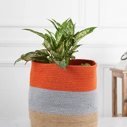 DecorTwist Grey & Orange-Colored Colourblocked Braided Cotton Planters-image-43
