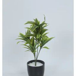 home bloom Artificial Dracaena Green Bus Plants with Pot image 2
