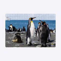 Penguins On Seashore Puzzle - 252 Pcs-image-37