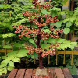 Carnelian Crystal Tree Pyramid Base Showpiece-37