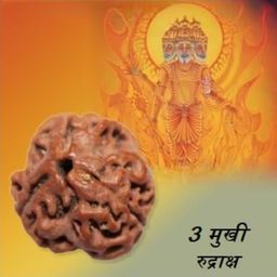 3 Mukhi Rudraksha Original Certified Nepali With Capping Pendant 3 Mukhi Rudraksha Nepal God Agnidev 3 Face Rudraksha 3 मुखी रुद्राक्ष Three Mukhi Rudraksha Brahma Vishnu Mahesh 3 Mukhi Rudraksha By Certified Gems image 5