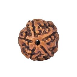 IRIS GEMS 5 Face Rudraksha Round Shape Beads 5 Mukhi Nepali Rudrakshaa with Silver Capping 5 Mukhi Original Certified by Lab पंचमुखी रुद्राक्ष Panchmukhi Rudrakshas for Bracelet Five Face Rudraksha image 1