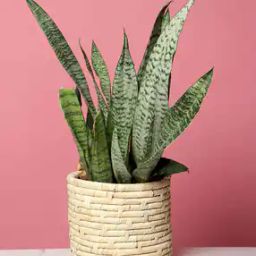 Handmade Biodegrable Eco-Friendly Planters Basket-38