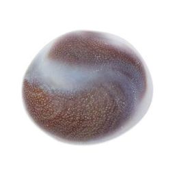 Gomti Chakra River Stone-image-16