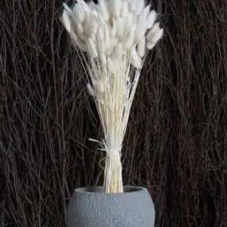 Bunny Tails Dried Flower Dried Pampas Bouquet-24