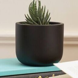 Jeanie Terracotta Planter-image-3