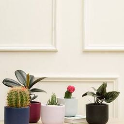 Set Of 5 Circular Plant Pots-image-6