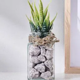 Corsica Tricia Artificial Succulent in Glass Jar-40