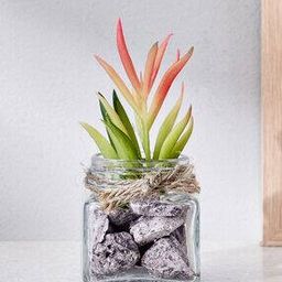 Corsica Tricia Artificial Succulent in Glass Jar-image-69