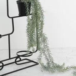 Gardenia Hanging Fern in Pot-24