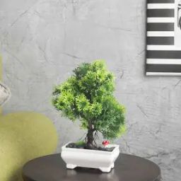 Branched Bonsai Tree with Pots-image-49