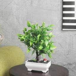 Branched Bonsai Tree with Pots-image-44
