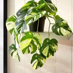 Gloria Vine Artificial Monstera Variegata in Pot-image-29