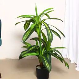 Artificial Dracaena Reflexa Plants with Pot for Interior Decor -image-11
