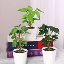 Decorative Artificial Tabletops Potted Succulent Plants  -image-80