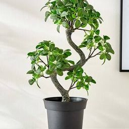 Gloria Zen Artificial Jazeera Ficus Plant-image-14