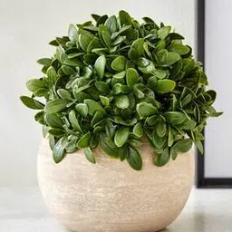 Gloria Bond Artificial Camellia Sinensis Plant in Paper Mache Pot-image-65