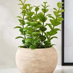 home centre Artificial Apple Leaf Plant With Pot  image 1