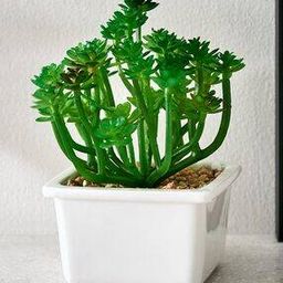home centre Artificial Succulent Plant With Pot -picture-31