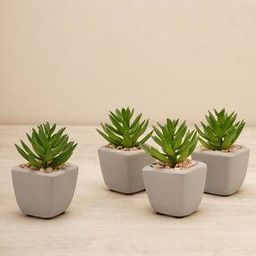 Set of 4 Faux Succulent with Cement Pots-picture-21